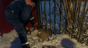 Спасатели владимирского РОСССОЮЗСПАСа освободили застрявшую в заборе косулю