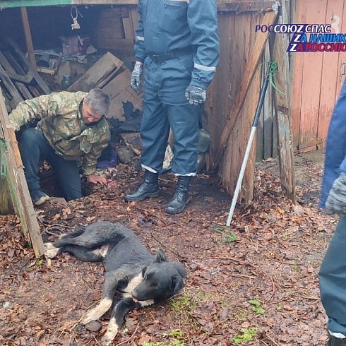 15 апреля оперативному дежурному ЕДДС муниципального образования "город Ульяновск" поступило сообщение об оказании помощи собаке