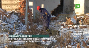 Нюх на происшествия. В Челябинске собакам-спасателям устроили экзамен по поиску людей под завалами
