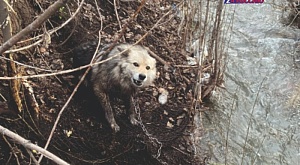 30 апреля 2024 в Куйбышевском районе Поисково-спасательной группой №1 была деблокирована собака, застрявшая в металлической сетке, и  выпущена на волю