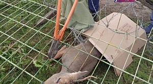 10 сентября в металлическом заборе Сибирского лесохимического завода города Лесосибирска застряла косуля